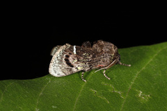 Brachycodilla carmen