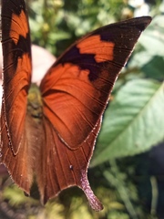 Fountainea eurypyle confusa