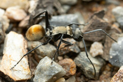 Polyrhachis ammon