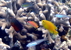 Pseudanthias squamipinnis