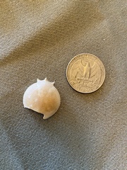 Persephona aquilonaris