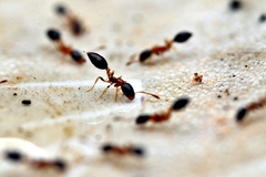 Monomorium floricola