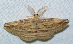Syneora lithina
