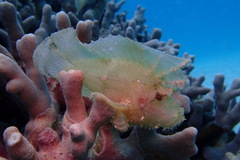 Taenianotus triacanthus