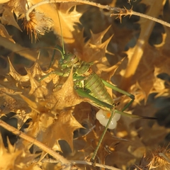 Steropleurus andalusius