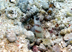 Amblyeleotris steinitzi