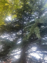 Cedrus