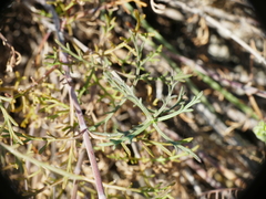 Pycnocomon rutifolium