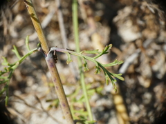 Pycnocomon rutifolium