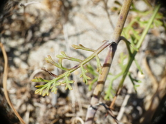 Pycnocomon rutifolium