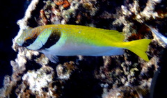 Barhead Spinefoot photo 4