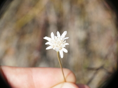 Pycnocomon rutifolium