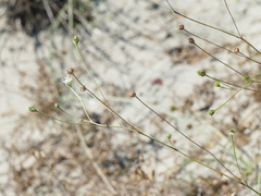 Pycnocomon rutifolium