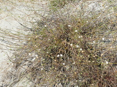 Pycnocomon rutifolium