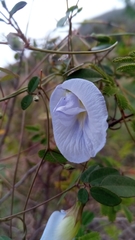 Clitoria