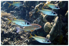 Neoniphon sammara