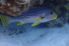 Plectorhinchus lineatus