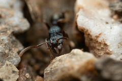 Rhytidoponera victoriae