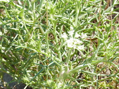 Echinophora spinosa