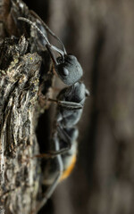 Myrmecia gilberti