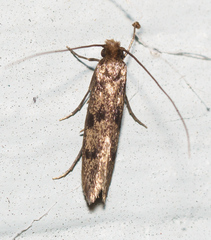 Tineinae