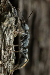Myrmecia gilberti