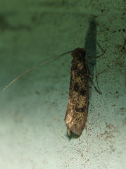 Tineinae