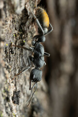 Myrmecia gilberti