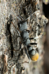 Myrmecia gilberti