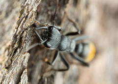 Myrmecia gilberti