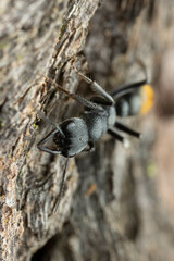 Myrmecia gilberti