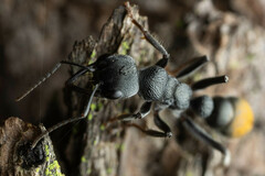 Myrmecia gilberti