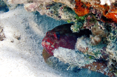 Cephalopholis urodeta