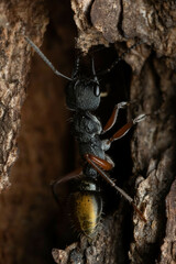 Myrmecia chrysogaster