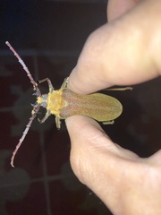 Acanthinodera cumingii