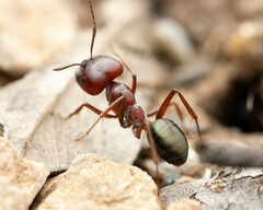 Melophorus rufoniger