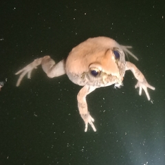 Tomopterna natalensis