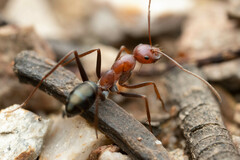 Melophorus rufoniger