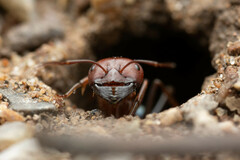 Melophorus rufoniger