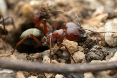 Melophorus rufoniger