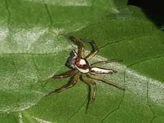 Telamonia dimidiata