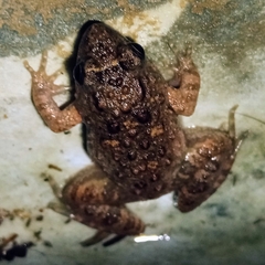 Phrynobatrachus natalensis