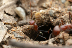 Melophorus rufoniger