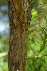 Melaleuca alternifolia