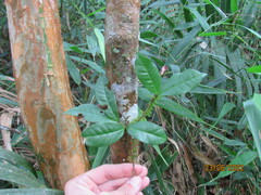 Eugenia multicostata