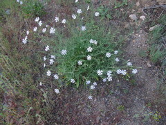 Silene burchellii