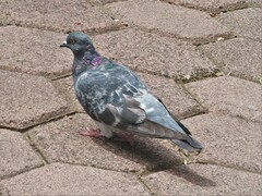 Columba livia domestica