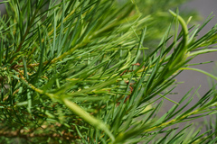 Melaleuca alternifolia