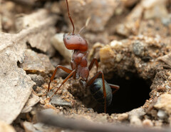 Melophorus rufoniger