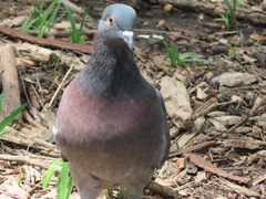 Columba livia domestica